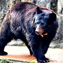 Japanese Army Called To Tackle Out-of-Control Bear Population Responsible for 73 Attacks in One..
