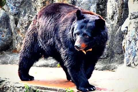 Japanese Army Called To Tackle Out-of-Control Bear Population Responsible for 73 Attacks in One..