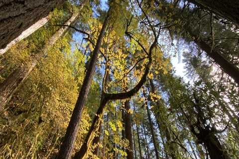 The Importance of Confidentiality in Western Oregon: A Public Servant's Perspective