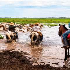 The EU should partner with Global South to protect carbon-storing wetlands