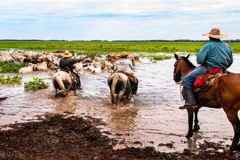 The EU should partner with Global South to protect carbon-storing wetlands