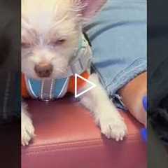 The Most Patient Dog You'll Ever Meet 🐶❤️