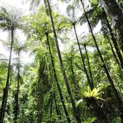 Cropped 6 May 2026: Forest loss falls | Deforestation regulations | Saving ‘India’s Galapagos’