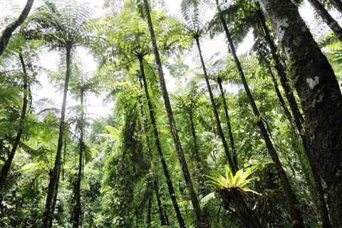 Cropped 6 May 2026: Forest loss falls | Deforestation regulations | Saving ‘India’s Galapagos’