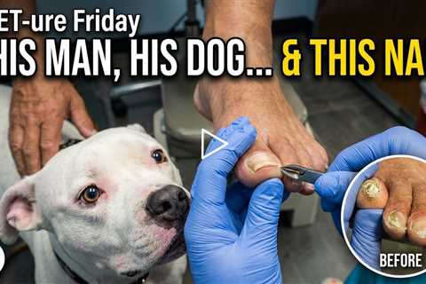 FEET-ure Friday |  Man, His Dog and His Toenails -- Painful Toenails + A Special Guest 🐾