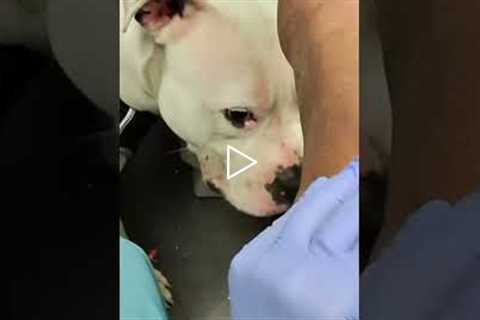 Can’t trim your dog’s nails? This expert shows you how it’s done, even with a watchful pup.