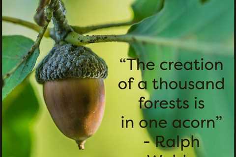 Earth911 Inspiration: A Thousand Forests in One Acorn