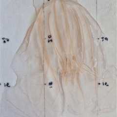 Ribbegople, Rippenqualle or Comb Jelly: Whatever You Call Mnemiopsis leidyi, You Should Be Concerned