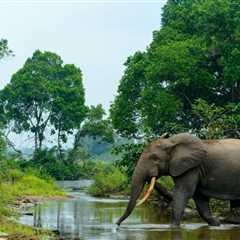 Cropped 15 July 2026: Uganda starves | Trump opens endangered habitats | UK cuts rainforest aid