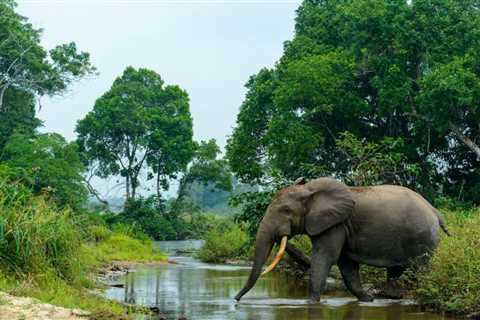 Cropped 15 July 2026: Uganda starves | Trump opens endangered habitats | UK cuts rainforest aid